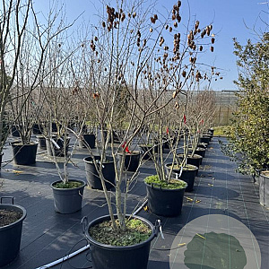 Koelreuteria paniculata 175-200 cm cont. 80L meerstammig