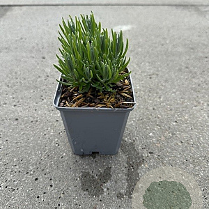 Lavandula ang. 'Dwarf Blue' 15 cm P9