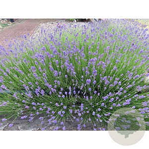 Lavandula ang. 'Dwarf Blue' 15 cm P9