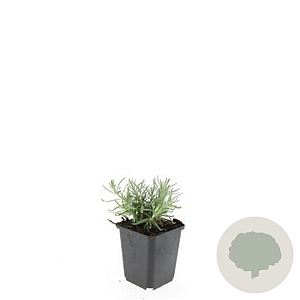 Lavandula ang. 'Munstead' GM P9