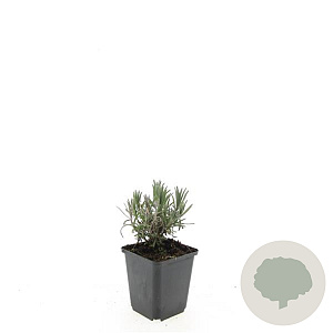 Lavandula ang. 'Munstead' GM P9