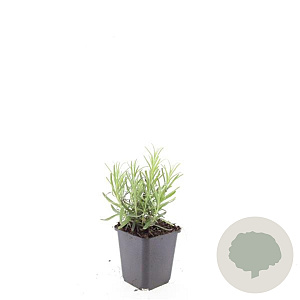 Lavandula ang. 'Munstead' GM P9