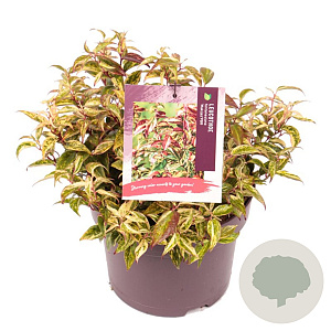 Leucothoe f. 'Makijaz' 25-30 cm 5,0L