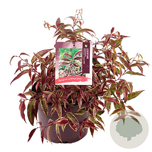 Leucothoe f. Whitewater 25-30 cm 5,0L