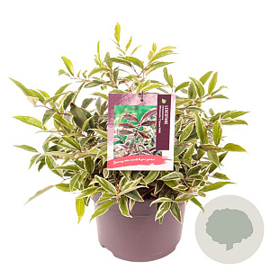 Leucothoe f. Whitewater 25-30 cm 5,0L