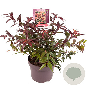 Leucothoe keiskei 'Royal Ruby' 20-25 cm 5,0L