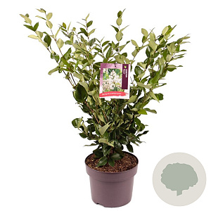 Ligustrum j. 'Texanum' 60-80 cm 5,0L