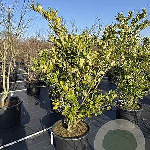 Ligustrum j. 'Texanum' 125-150 cm 50L