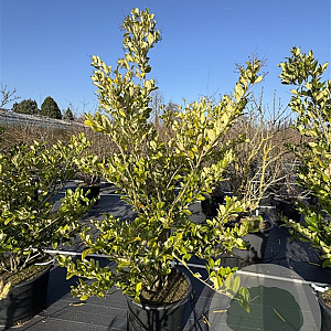 Ligustrum j. 'Texanum' 150-175 cm 50L
