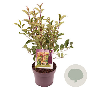 Ligustrum luc. Green Screen 25-30 cm 3,0L