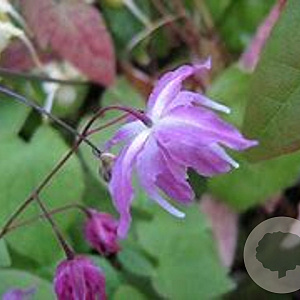 Epimedium y. 'Beni-kujaku' GM P9
