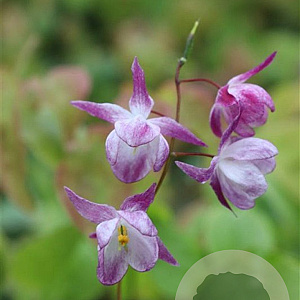 Epimedium y. 'Merlin' GM P9