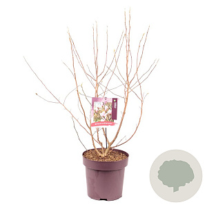 Magnolia soulangeana 100-120 cm 10L