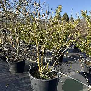 Magnolia soulangeana 150-175 cm cont. 110L