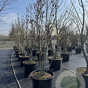 Magnolia soul. 'Superba' 175-200 cm cont. 150L meerstammig