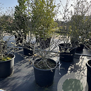 Magnolia stellata 40-60 cm 3,0L