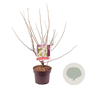 Magnolia stellata 60-70 cm 50L