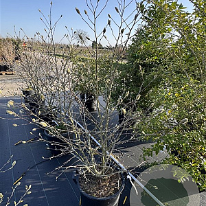 Magnolia stellata 100-125 cm 30L