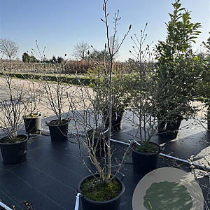 Magnolia 'Susan' 125-150 cm 35L