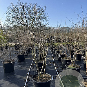 Mespilus germanica 150-175 cm 50L