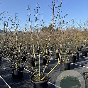 Mespilus germanica 175-200 cm 50L