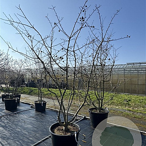 Mespilus germanica 250-275 cm cont. 150L meerstammig