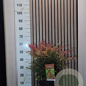 Nandina d. Obsessed 30-40 cm 7,5L