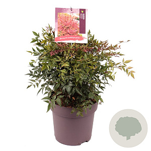 Nandina d. Obsessed 30-40 cm 10L