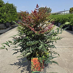 Nandina d. Obsessed 30-40 cm 10L