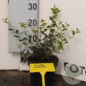 Osmanthus burkwoodii 30-40 cm 3,0L