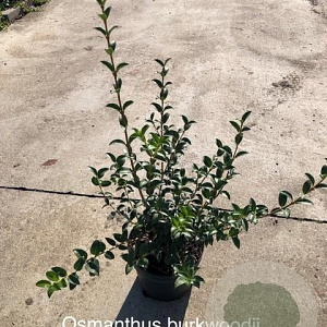 Osmanthus burkwoodii 30-40 cm 3,0L