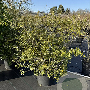 Osmanthus burkwoodii 100-120 cm 50L