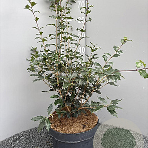Osmanthus heter. 'Purpureus' 60-80 cm 10L