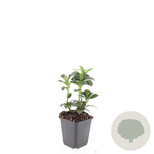 Pachysandra term. 'Green Carpet' GM P9