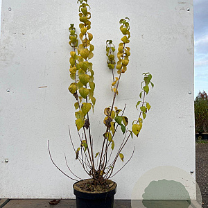 Philadelphus 'Virginal' 80-100 cm 7,5L