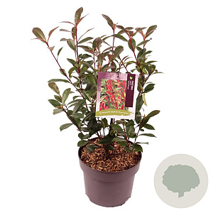 Photinia fraseri 'Carré Rouge' 30-40 cm 5,0L