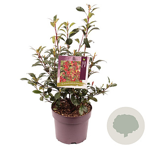 Photinia fraseri 'Carré Rouge' 50-60 cm 7,5L