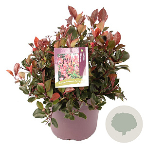 Photinia fraseri 'Little Red Robin' 30-40 cm 10L