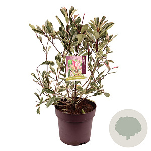Photinia fraseri Louise 70-80 cm 10L