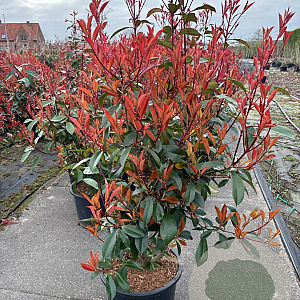 Photinia fraseri 'Red Robin' 100-125 cm 20L