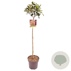 Photinia fraseri 'Red Robin' 100 cm stam 13L