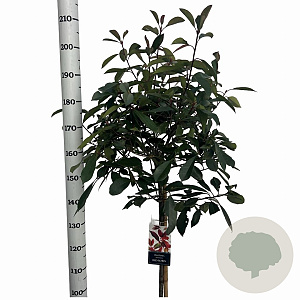 Photinia fraseri 'Red Robin' 120 cm stam 10L