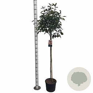 Photinia fraseri 'Red Robin' 120 cm stam 10L