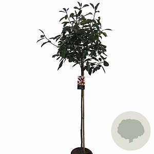 Photinia fraseri 'Red Robin' 120 cm stam 10L