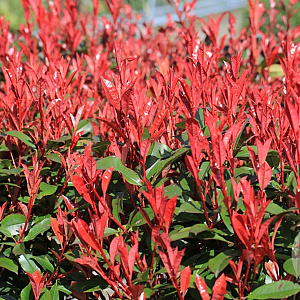 Photinia fraseri Thin Red 80-100 cm 20L