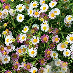 Erigeron karvinskianus GM P9