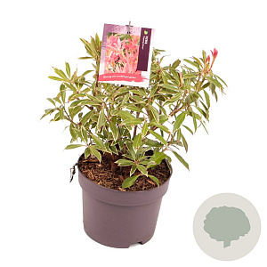 Pieris 'Flaming Silver' 20 cm 2,0L
