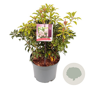 Pieris japonica 'Bonfire' 25-30 cm 3,0L