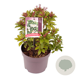 Pieris jap. 'Cupido' 20 cm 2,0L