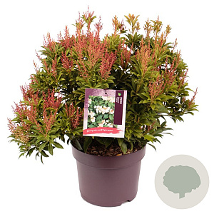 Pieris jap. 'Cupido' 35-40 cm 7,5L